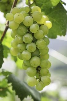 ココワイン/ワイン6本セット【 ワイン お酒 栃木県 足利市 】 F7Z-022