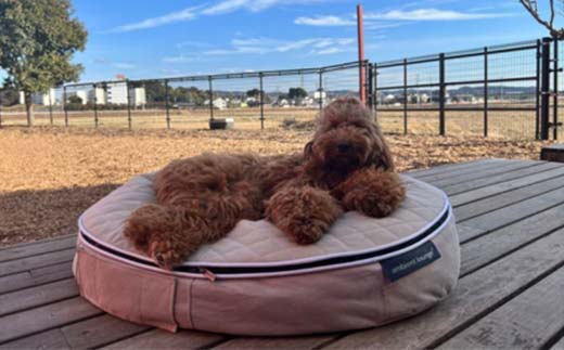 【アンビエントラウンジジャパン】犬ペットラウンジベージュ・キルトベージュ(Sサイズ)※小型犬向け LOWタイプ ELITE【 栃木県 足利市 】 F7Z-1414