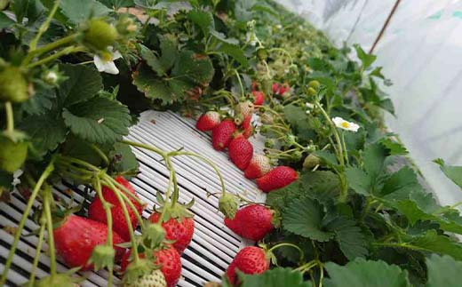 農薬不使用とちおとめ300gを2パック いちご イチゴ 苺 デザート フルーツ 果物 くだもの 果実 食品 F7Z-1806