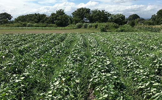 農seets 焼き芋の干しいも 平干し 280g×9袋 栃木県産べにはるか使用！化学肥料・化学肥料不使用 さつまいも さつま芋 芋 野菜 干し芋 ほしいも お菓子 菓子 スイーツ デザート 和菓子 自宅 家庭  プレゼント 栃木県 足利市  F7Z-1836