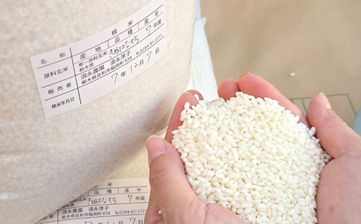 令和7年産 もち米 栃木県足利市産 きぬはなもち5kg もち米 餅 米 こめ 食品 栃木県 足利市  F7Z-1821