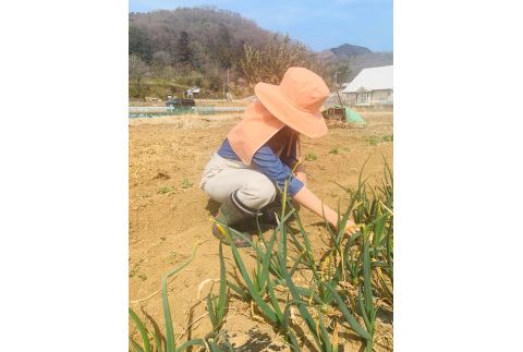 シャネボウ　あぐりボウ　オレンジ F7Z-454