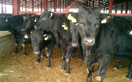 栃木県産 厳選下野牛！霜降り牛タン 1本分(約600～700g) 国産 ブランド牛 牛肉 肉 牛 タン 希少部位 高級 焼肉 BBQ バーベキュー カット 食品 冷凍 贈答 贈り物 ギフト プレゼント 自宅 家庭 栃木県 足利市 F7Z-1598