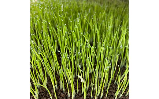 令和7年産 新米 栃木県足利市産 ゆうだい21 5kg 精米 白米 米 こめ ごはん 食品 栃木県 足利市 F7Z-1810