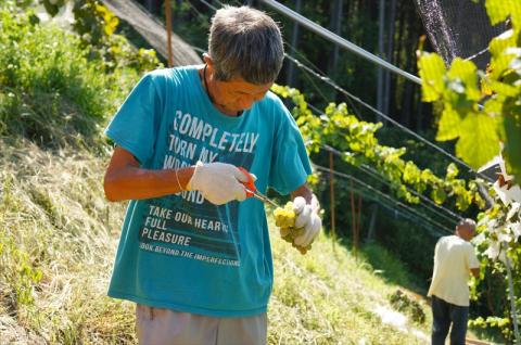 ココワイン/月と太陽セット【 ワイン お酒 栃木県 足利市 】 F7Z-009
