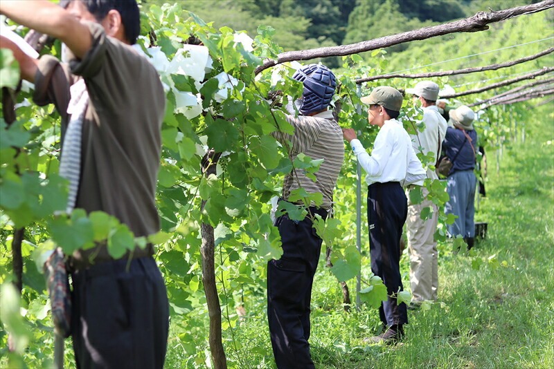 ココワイン/ハーフ3本セット【 ワイン お酒 栃木県 足利市 】 F7Z-019