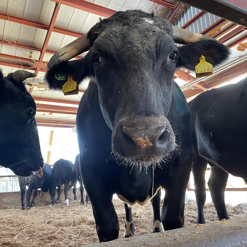 農場直送！足利マール牛　上カルビ400g/カルビ400g6ヶ月定期便 F7Z-264