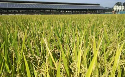 栃木県産 厳選下野牛！ 牛シマチョウ（生）約600g 国産 ブランド牛 牛肉 肉 焼肉 BBQ バーベキュー 食品 冷凍 贈答 贈り物 ギフト プレゼント 自宅 家庭 栃木県 足利市 F7Z-1599