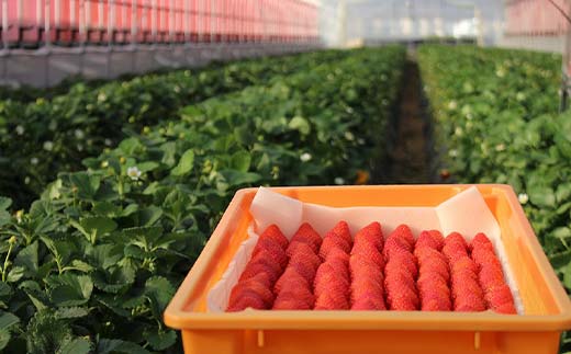 栃木のブランドとちあいか 大ちゃん農園の冷凍いちご2kg(500g×4袋) いちご イチゴ 苺 デザート フルーツ 果物 くだもの 果実 食品 F7Z-1717