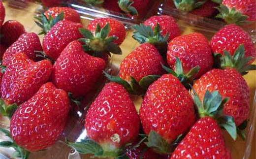 農薬不使用とちおとめ300gを2パック いちご イチゴ 苺 デザート フルーツ 果物 くだもの 果実 食品 F7Z-1806