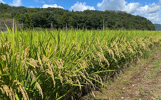 令和7年産 新米 栃木県足利市産にじのきらめき5kg 精米 白米 米 こめ ごはん 食品 栃木県 足利市  F7Z-1817