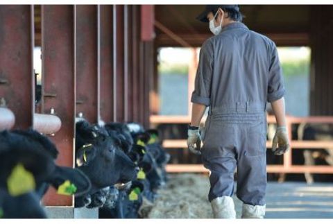 「下野牛」牛レバー約1キロ F7Z-141