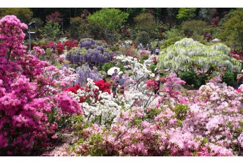 あしかがフラワーパーク入園券（3枚) F7Z-753