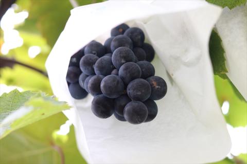 ベルジュ風＊葡萄酢6本セット【 お酢 栃木県 足利市 】 F7Z-012