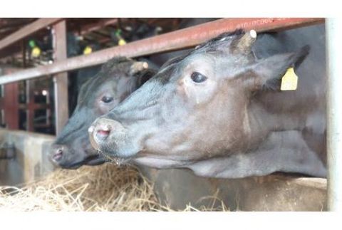 ＜足利ブランド牛＞　足利マール牛ときのこの赤ワイン煮　８０ｇ×３個　（無添加） F7Z-176