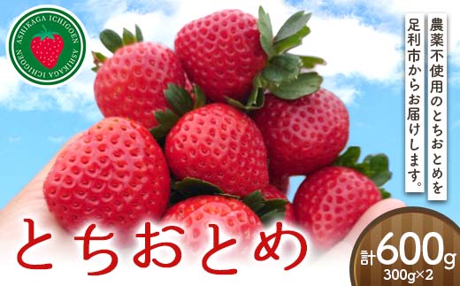 農薬不使用とちおとめ300gを2パック いちご イチゴ 苺 デザート フルーツ 果物 くだもの 果実 食品 F7Z-1806