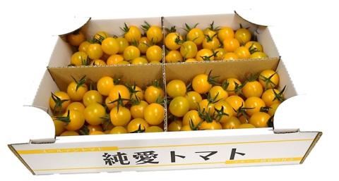 栃木県足利産のこだわりミニトマト甘さいっぱい「純愛トマト」 2kg 〈出荷時期:2025年3月1日～2025年6月20日〉 F7Z-254