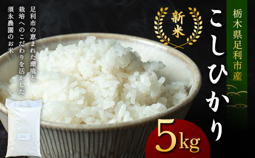 令和7年産 新米 栃木県足利市産 コシヒカリ5kg 精米 白米 米 こめ ごはん 食品 栃木県 足利市  F7Z-1813
