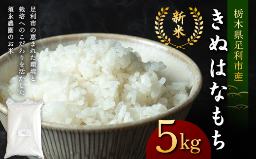 令和7年産 もち米 栃木県足利市産 きぬはなもち5kg もち米 餅 米 こめ 食品 栃木県 足利市  F7Z-1821