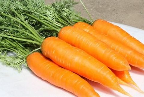 渡良瀬川の恵みを受けて育った あしかが美人にんじん 10kg 〈出荷時期:2025年5月15日～2025年6月20日まで〉 F7Z-252