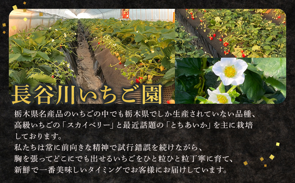 甘くて大きい！長谷川いちご園 スカイベリー ＆ とちあいか セット 計4パック | 果物 フルーツ いちご 栃木 ブランド 栃木県【フルーツ 果物 くだもの 食品 人気 おすすめ 】