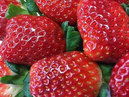 【2025年12月下旬～発送】「甘みと酸味の競演 谷中農園のとちおとめ」いちご【約270g×4パック】| 果物 フルーツ いちご 栃木 ブランド 栃木県【フルーツ 果物 くだもの 食品 人気 おすすめ 】