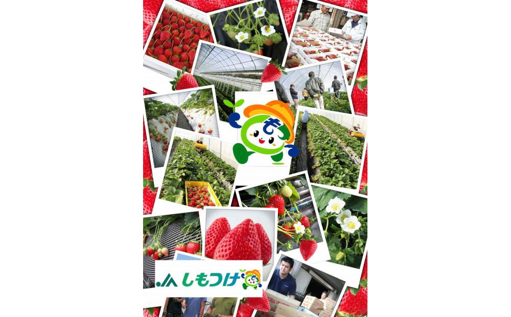 【2026年2月以降発送】JAしもつけ栃木市産とちあいか　260ｇ×４パック【フルーツ 果物 くだもの 食品 人気 おすすめ 】