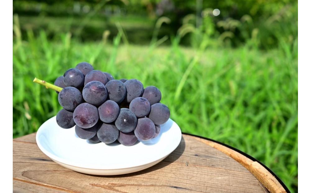 巨峰 ｜ぶどう 葡萄 種無し 糖度 20° 栄養周期栽培 栃木県 栃木市