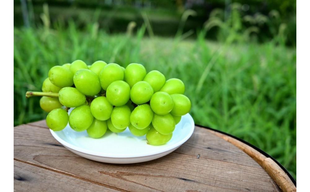 シャインマスカット ｜ぶどう 葡萄 種無し 糖度 20° 栄養周期栽培 栃木県 栃木市