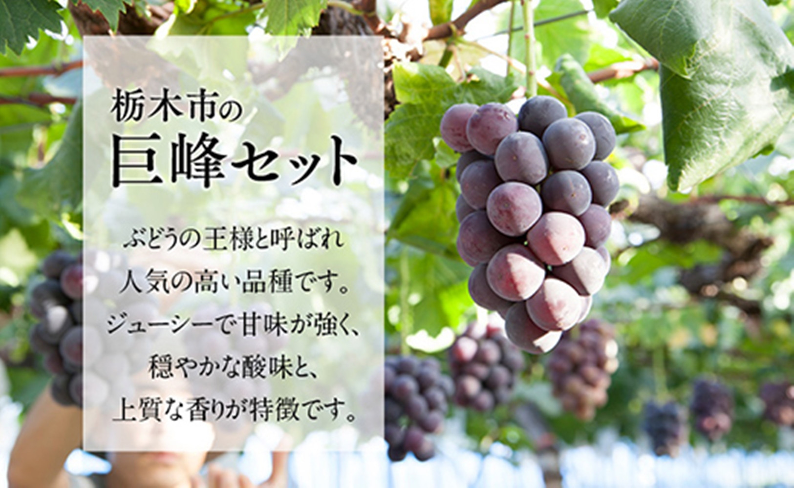 【2026年夏発送分先行受付 / 数量限定】栃木市の絶品「巨峰」セット　2L（約2kg）×1箱（2026年8月下旬～9月上旬発送予定）【フルーツ 果物 くだもの 食品 人気 おすすめ 】