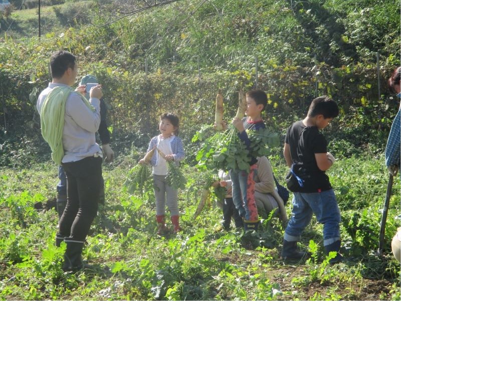 七ふしぎ農業体験（7品）【券 人気 おすすめ 】