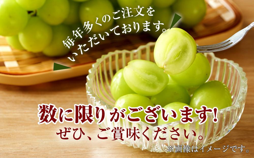 ぶどう シャインマスカット 栃木市藤岡町産 計2kg【フルーツ 果物 くだもの 食品 人気 おすすめ 】