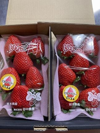 【2025年12月下旬～発送】「口いっぱいに溢れる甘い果汁 谷中農園の スカイベリー 」いちご【約280g×2パック】| 果物 フルーツ いちご 栃木 ブランド 栃木県【フルーツ 果物 くだもの 食品 人気 おすすめ 】