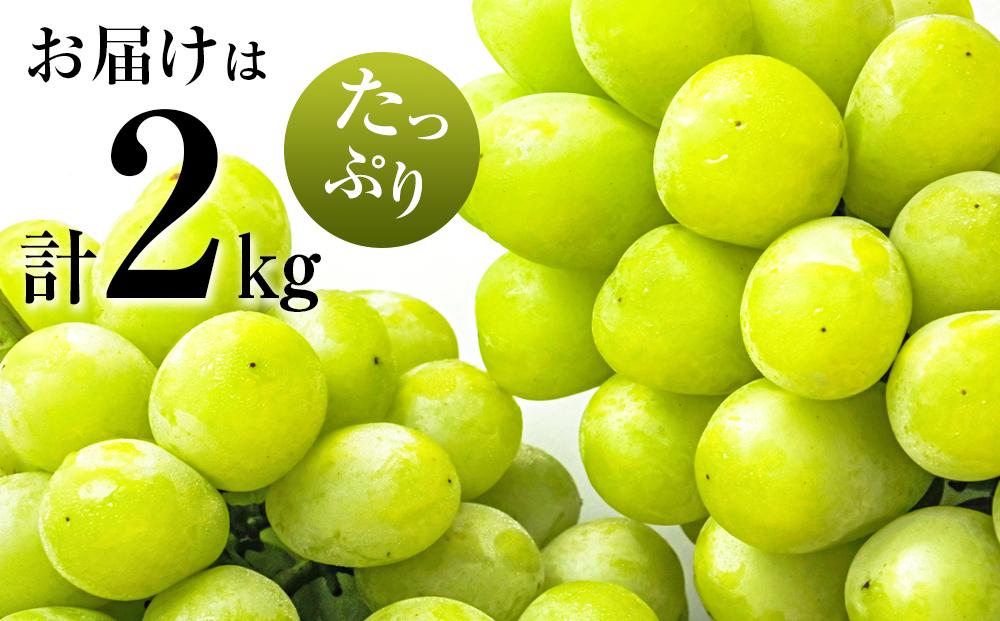 ぶどう シャインマスカット 栃木市藤岡町産 計2kg【フルーツ 果物 くだもの 食品 人気 おすすめ 】