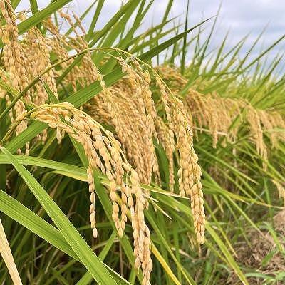 NIPPA米 有機つきあかり10kg 精米｜米 お米 有機米 つきあかり 無農薬 産地直送 産直