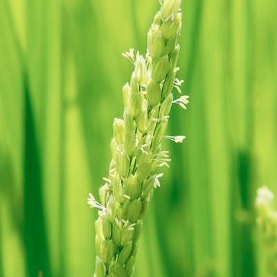 NIPPA米 有機つきあかり5kg 玄米｜米 お米 有機米 つきあかり 無農薬 産地直送 産直