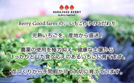【先行予約受付】≪2026年2月発送≫原宿ベリーの「大粒いちご」【フルーツ 果物 くだもの 食品 人気 おすすめ 】