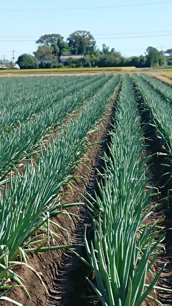 甘ゆき物語3kg【野菜 やさい 食品 人気 おすすめ 】