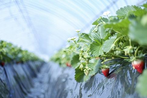 【2025年12月下旬～発送】「甘みと酸味の競演 谷中農園のとちおとめ」いちご【約270g×4パック】| 果物 フルーツ いちご 栃木 ブランド 栃木県【フルーツ 果物 くだもの 食品 人気 おすすめ 】