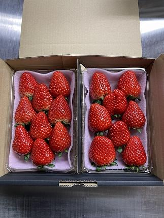 【2025年12月下旬～発送】「口いっぱいに溢れる甘い果汁 谷中農園の スカイベリー 」いちご【約280g×2パック】| 果物 フルーツ いちご 栃木 ブランド 栃木県【フルーツ 果物 くだもの 食品 人気 おすすめ 】