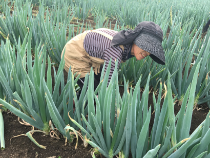 甘ゆき物語5kg【野菜 やさい 食品 人気 おすすめ 】