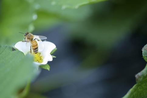 【2025年12月下旬～発送】「甘みと酸味の競演 谷中農園のとちおとめ」いちご【約270g×4パック】| 果物 フルーツ いちご 栃木 ブランド 栃木県【フルーツ 果物 くだもの 食品 人気 おすすめ 】
