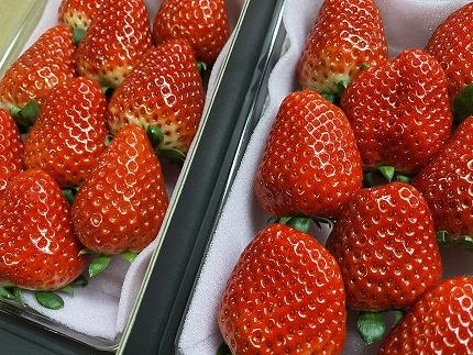 【2025年12月下旬～発送】「口いっぱいに溢れる甘い果汁 谷中農園の スカイベリー 」いちご【約280g×2パック】| 果物 フルーツ いちご 栃木 ブランド 栃木県【フルーツ 果物 くだもの 食品 人気 おすすめ 】