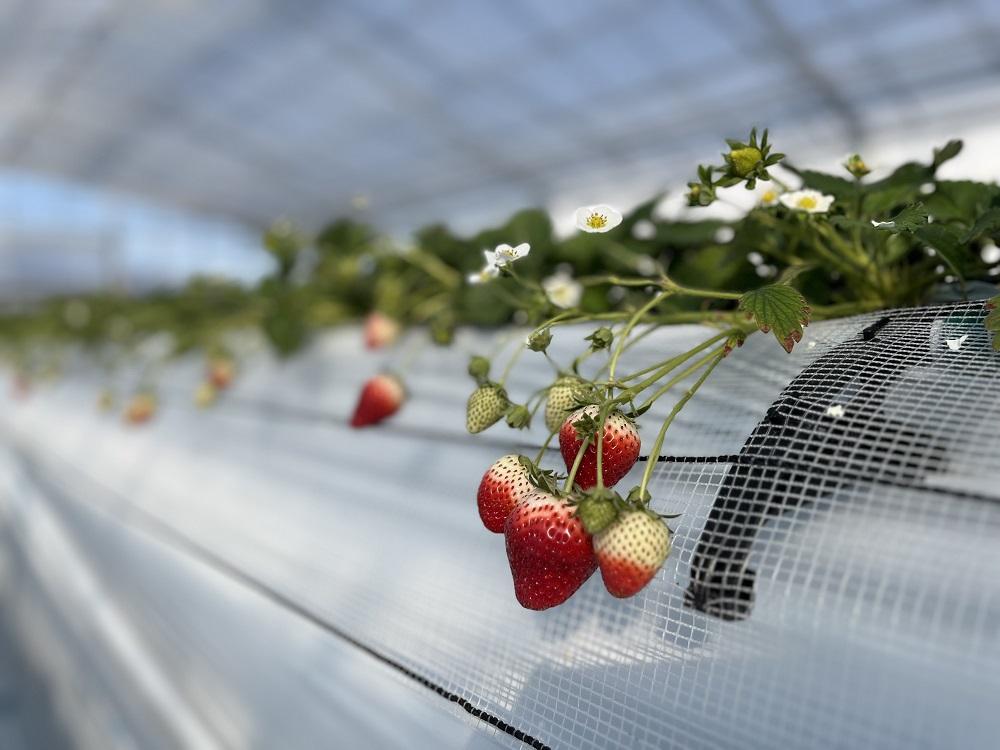 農園直営イタリアジェラートの８個セット【菓子 おかし スイーツ デザート 食品 人気 おすすめ 】