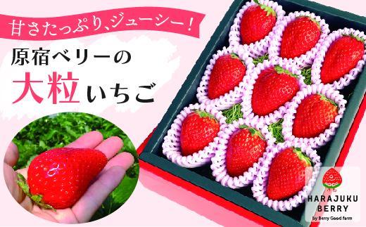 【先行予約受付】≪2026年2月発送≫原宿ベリーの「大粒いちご」【フルーツ 果物 くだもの 食品 人気 おすすめ 】