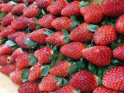 【2025年12月下旬～発送】「甘みと酸味の競演 谷中農園のとちおとめ」いちご【約270g×4パック】| 果物 フルーツ いちご 栃木 ブランド 栃木県【フルーツ 果物 くだもの 食品 人気 おすすめ 】