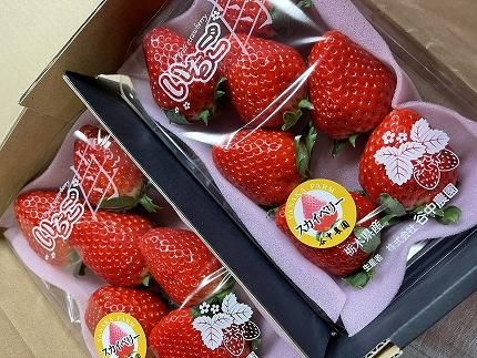 【2025年12月下旬～発送】「口いっぱいに溢れる甘い果汁 谷中農園の スカイベリー 」いちご【約280g×2パック】| 果物 フルーツ いちご 栃木 ブランド 栃木県【フルーツ 果物 くだもの 食品 人気 おすすめ 】
