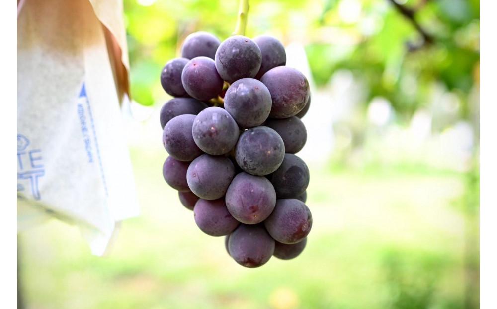 巨峰 ｜ぶどう 葡萄 種無し 糖度 20° 栄養周期栽培 栃木県 栃木市