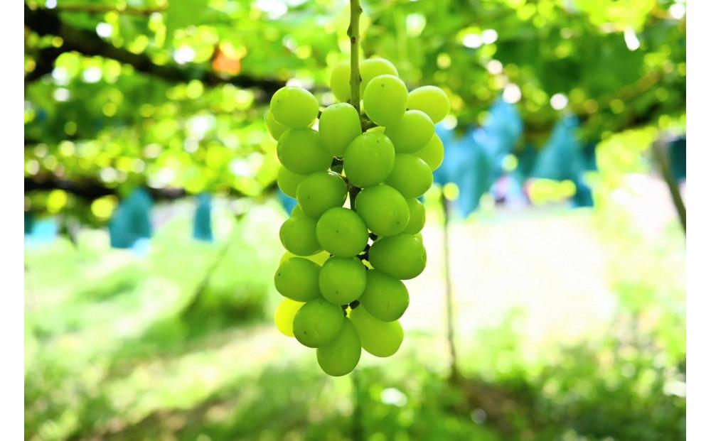 シャインマスカット ｜ぶどう 葡萄 種無し 糖度 20° 栄養周期栽培 栃木県 栃木市