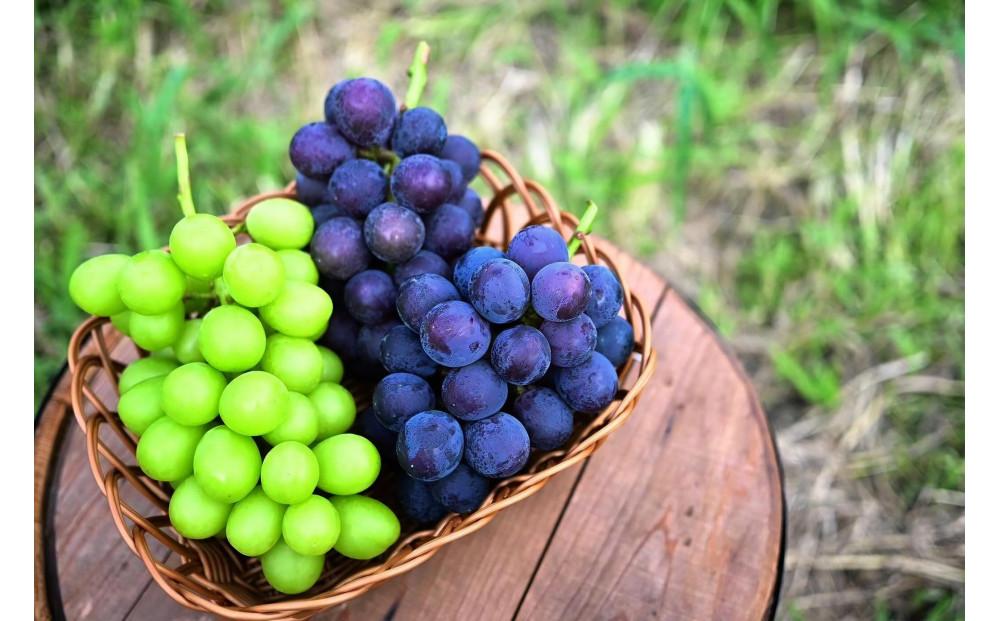 巨峰 ・シャインマスカット 詰め合わせ  ｜ぶどう 葡萄 種無し 糖度 20° 栄養周期栽培 栃木県 栃木市